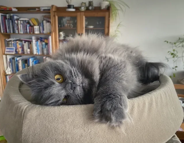 O Persa é um gato cinza peludo muito valorizado entre os gateiros Gato cinza da raça Persa deitado em close