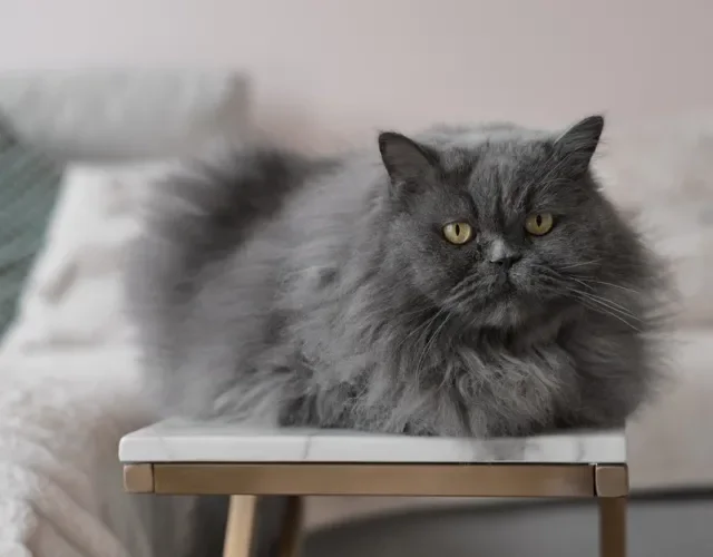 Apesar da cara de bravo, o gato cinza Persa é dócil e afetuoso Gato cinza da raça Persa deitado em uma mesinha