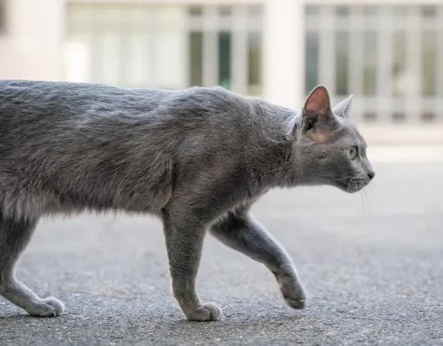 O gato cinza vira-lata é resultado do cruzamento entre duas raças diferentes Gato cinza vira-lata andando na rua