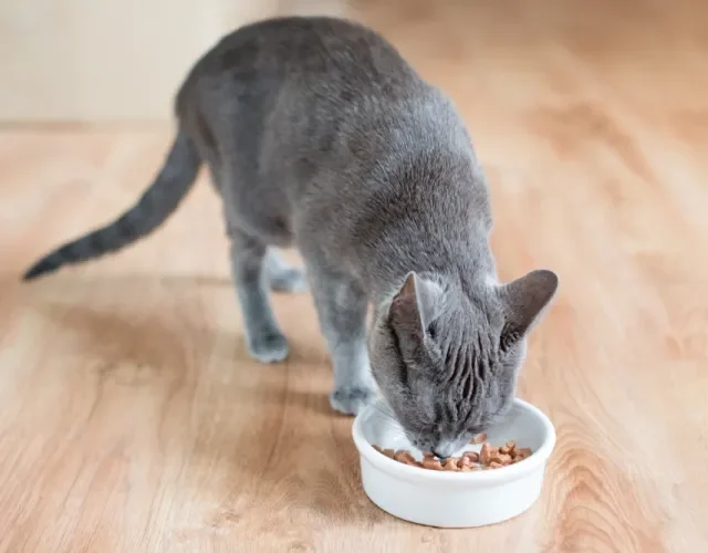 Gato cinza vira-lata pode apresentar diferentes características físicas e de personalidade Gato cinza vira-lata comendo em um potinho