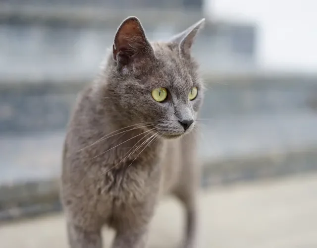 O gato cinza vira-lata pode ser dócil e tranquilo Gato cinza vira-lata andando na rua