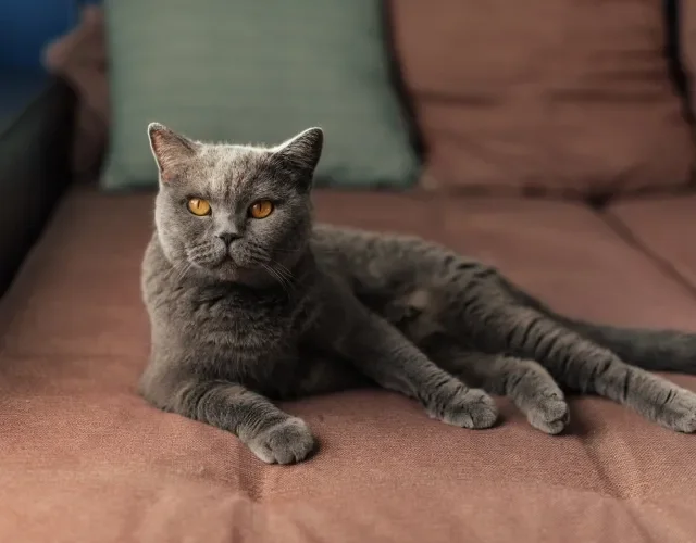 O gato de Pelo Curto Inglês é pequeno e pode apresentar várias cores na pelagem Gato de pelo curto inglês deitado no chão