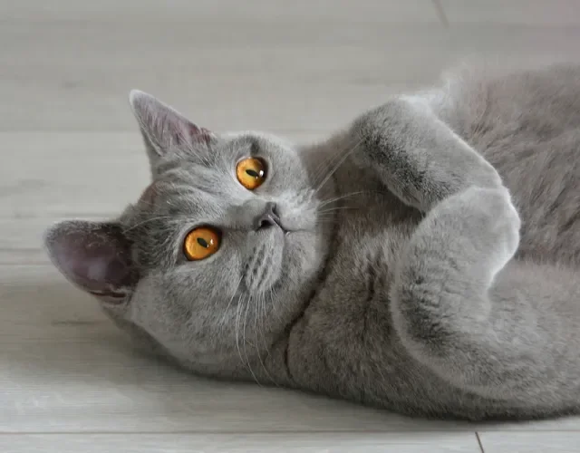O gato cinza de Pelo Curto Inglês não curte muito ser pego no colo Gato de pelo curto inglês deitado no chão de barriga para cima