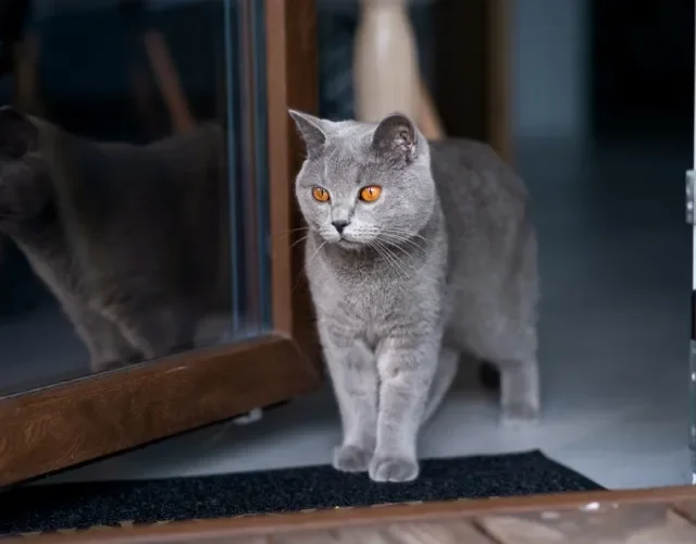 Assim como o Scottish Fold, o gato British Shorthair tem olhos amarelos bem expressivos Gato de pelo curto inglês andando e passando por uma porta