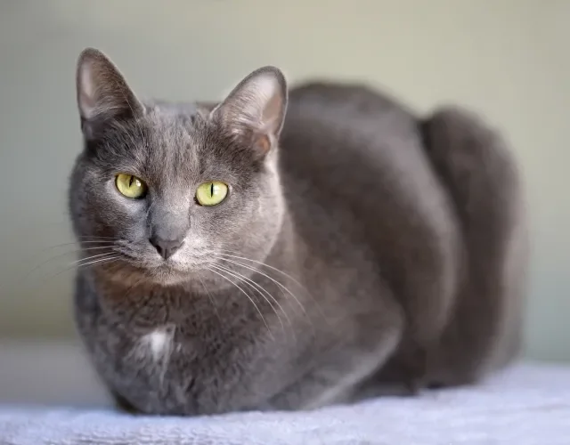 Cinza é a cor padrão dos gatos da raça Korat Gato cinza da raça Korat