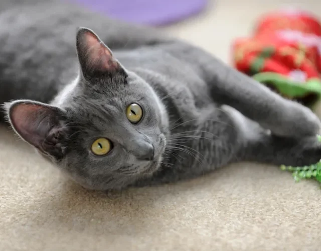 O Korat é um gato cinza de porte pequeno que pode viver até 15 anos. Gato cinza da raça Korat deitado