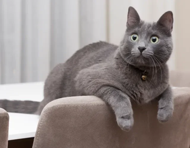 Os gatos cinzas da raça Korat são amigáveis, amorosos e companheiros Gato cinza da raça Korat apoiado no encosto de uma cadeira