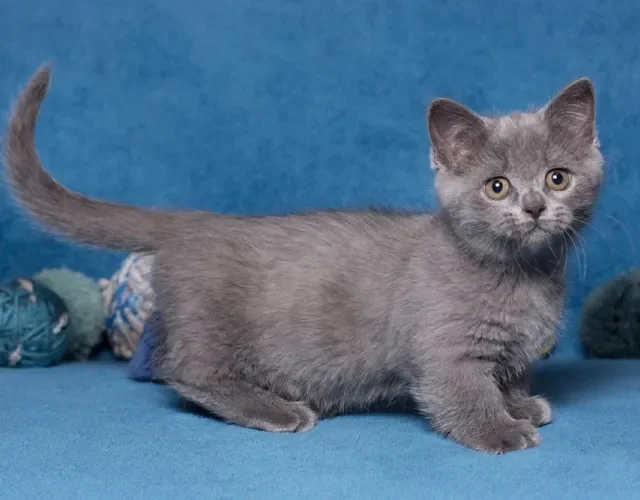 O gato cinza da raça Munchkin é brincalhão, dócil e inteligente Gato Munchkin cinza em fundo azul