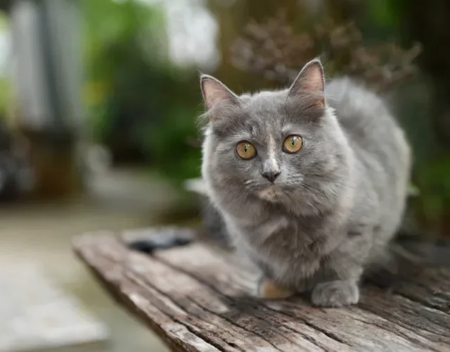 Patas curtas e corpo rebaixado são características do gato cinza Munchkin Gato Munchkin cinza em cima de um banco em área externa