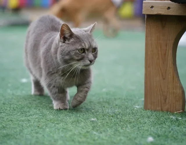 Os gatos da raça Munchkin pesam, no máximo, 4 kg Gato Munchkin cinza andando em área externa