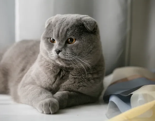 O gato Scottish Fold pode ter uma grande variedade de cores, inclusive cinza Gato Scottish Fold cinza deitado