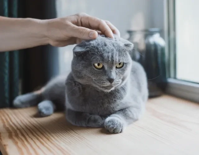 O gato cinza Scottish Fold é amigável, carinhoso, brincalhão e muito tranquilo. Gato Scottish Fold cinza recebendo carinho na cabeça