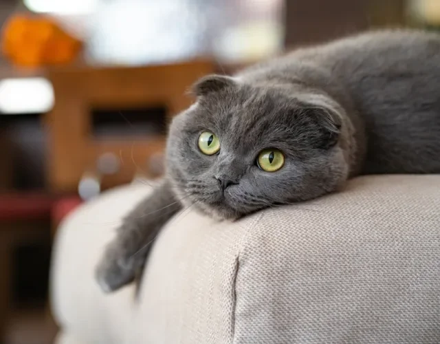 A raça Scottish Fold tem como característica as orelhas dobradas para a frente Gato Scottish Fold cinza deitado