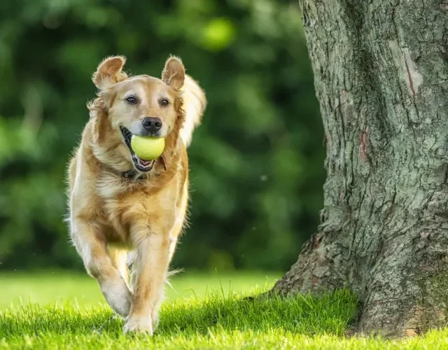 Cães da raça Golden Retriever são brincalhões e muito bonzinhos Cachorro da raça Golden Retriever correndo com bolinha na boca