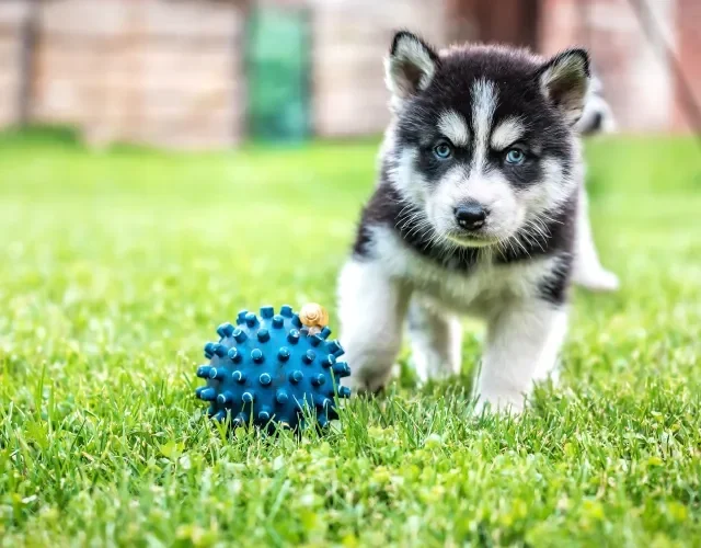 Entre os filhotes fofinhos de cachorro, o Husky é destaque garantido! Filhote de Husky Siberiano brincando com bolinha azul na grama