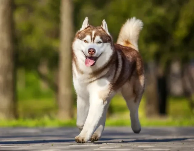 O Husky Siberiano é um cachorro fofo que ama receber carinho de quem conhece Husky Siberiano marrom correndo em área externa