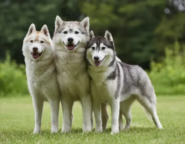 Os cães da raça Husky chamam atenção pela beleza e simpatia Três cachorros da raça Husky em pé lado a lado