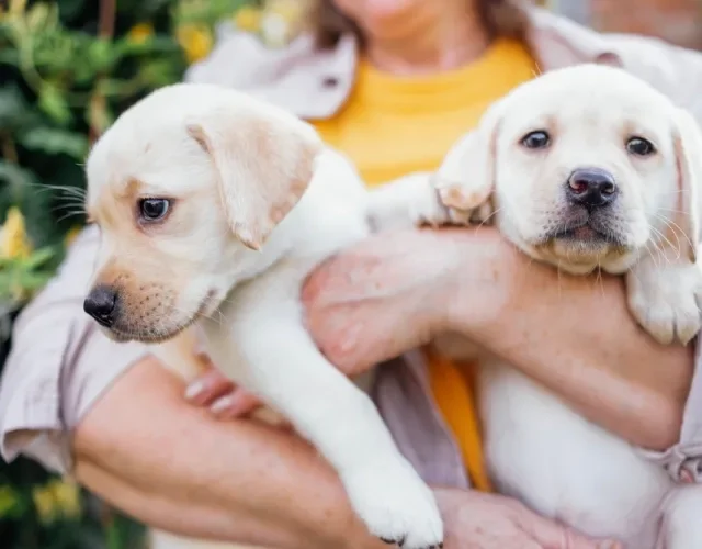 Labrador filhote é pura fofura! Dois filhotes de Labrador bege no colo de uma mulher