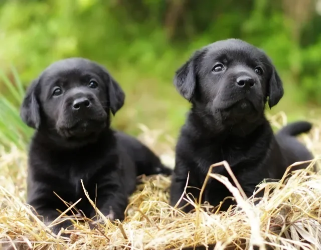 Bebê por pouco tempo: filhote de Labrador cresce muito rápido! Dois filhotes de Labrador em cima de palha
