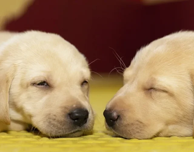 Filhotes de Labrador são bastante sensíveis e demandam atenção dos tutores Filhotes de Labrador caramelo deitados no chão