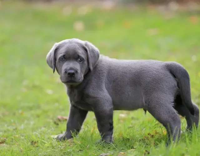 Labrador filhote precisa de espaço para "queimar" toda a energia que tem Filhotes de Labrador preto andando na grama