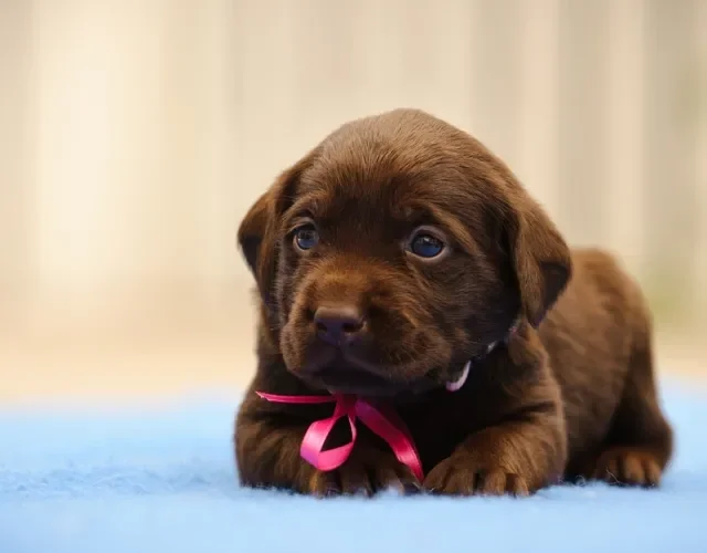 Em seis meses, os filhotes de Labrador podem atingir metade do tamanho adulto Filhotes de Labrador marrom deitado no chão