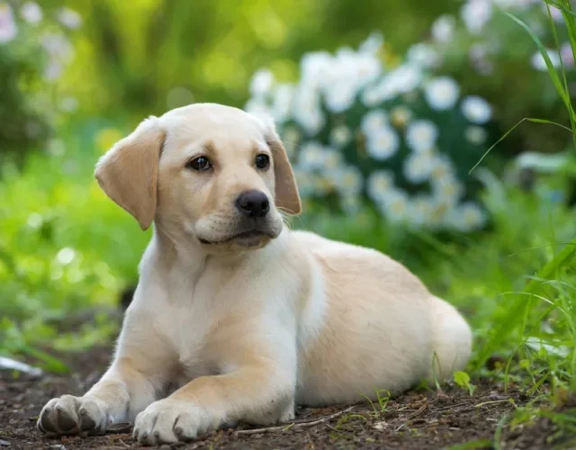 Filhote de Labrador é comilão e precisa de uma dieta balanceada Filhotes de Labrador bege deitado no chão de ambiente externo