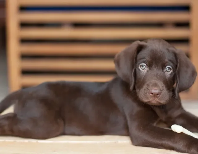 Labrador marrom também é conhecido como Labrador chocolate Filhote de Labrador marrom deitado no chão de ambiente interno