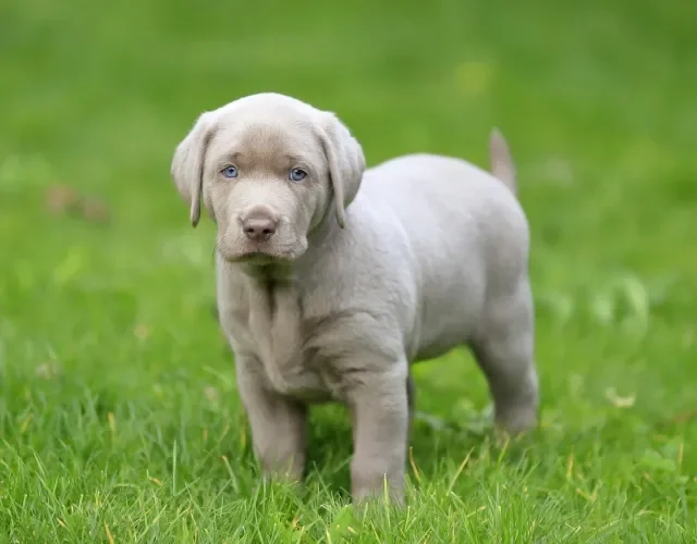 Pelagem do Labrador amarelo pode variar em tons mais claros ou escuros Filhote de Labrador bege em ambiente externo com grama