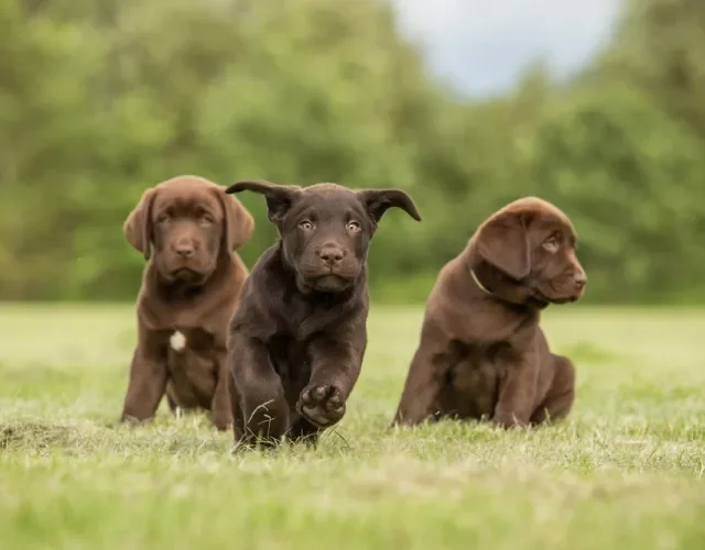 Entre 4 e 6 meses, o filhote de Labrador entra na fase de "adolescência canina" Três filhotes de Labrador marrom em ambiente externo
