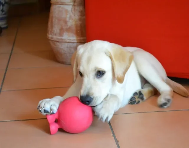 Labrador filhote adora morder tudo o que encontra pela frente Filhote de Labrador bege deitado no chão de casa com brinquedo redondo