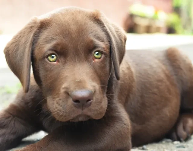 Filhote de Labrador marrom pode nascer com olhos verdes claros lindos! Filhote de Labrador marrom com olhos verdes deitado