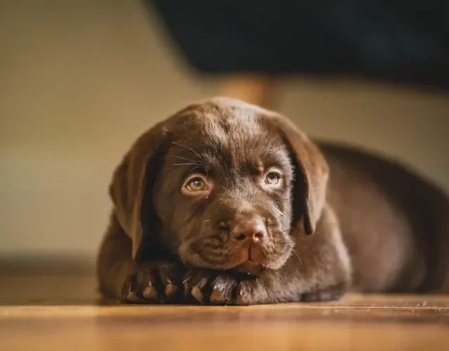 Tente resistir à fofura do filhote de Labrador e falhe miseravelmente! Filhote de Labrador marrom deitado no chão