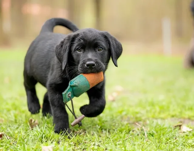 Mordedores de brinquedo são ótimos para fortalecer os dentes e aliviar incômodos nos filhotes Filhote de Labrador preto andando na grama com brinquedo na boca