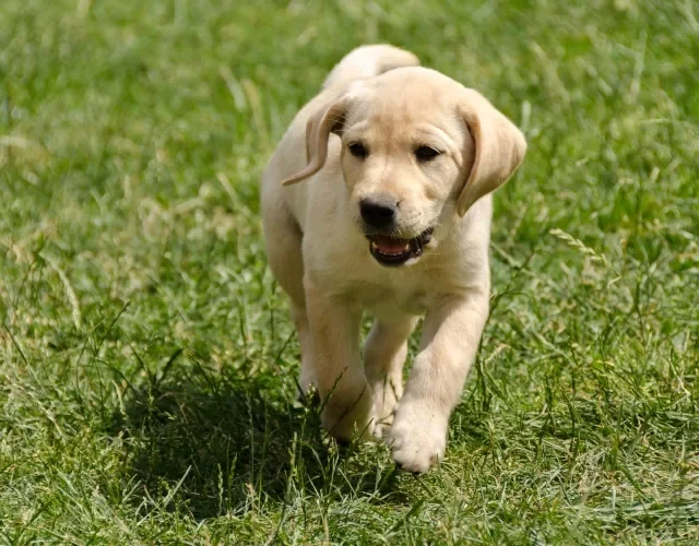 Labrador filhote tem energia de sobra para gastar Filhote de Labrador bege correndo na grama