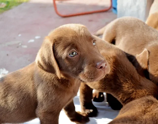 Labrador filhote encanta com seu olhar pidão e jeitinho desengonçado Filhote de Labrador marrom junto com outros filhotes