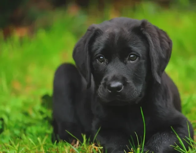 Filhote de Labrador preto, marrom ou caramelo: independente da cor, esse cãozinho vai mudar a sua vida! Filhote de Labrador preto deitado na grama