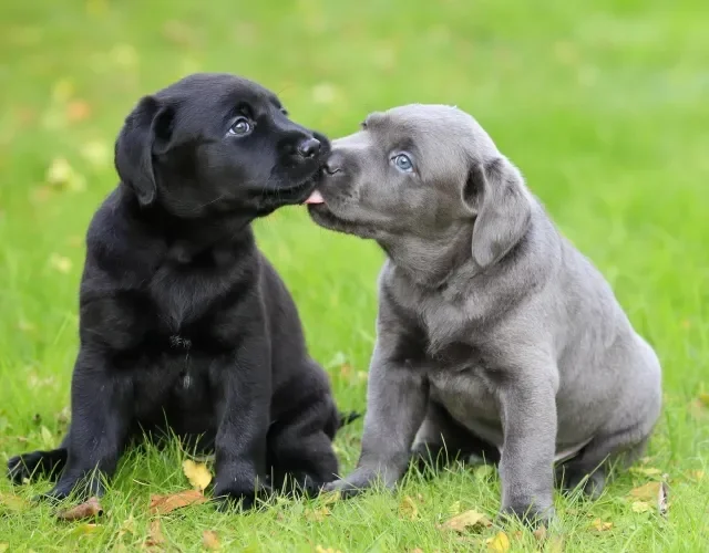 Um filhote de Labrador pode custar entre R$ 800 e R$ 6.000 Filhotes de Labrador sentados na grama