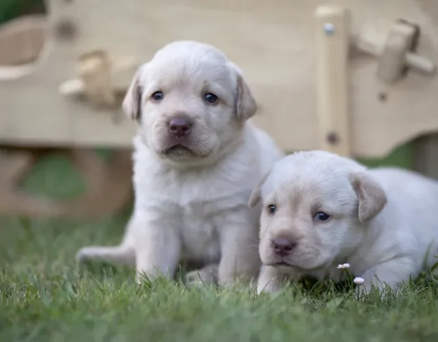 Filhote de Labrador caramelo é o mais comum de encontrar Filhotes de Labrador caramelo em ambiente externo