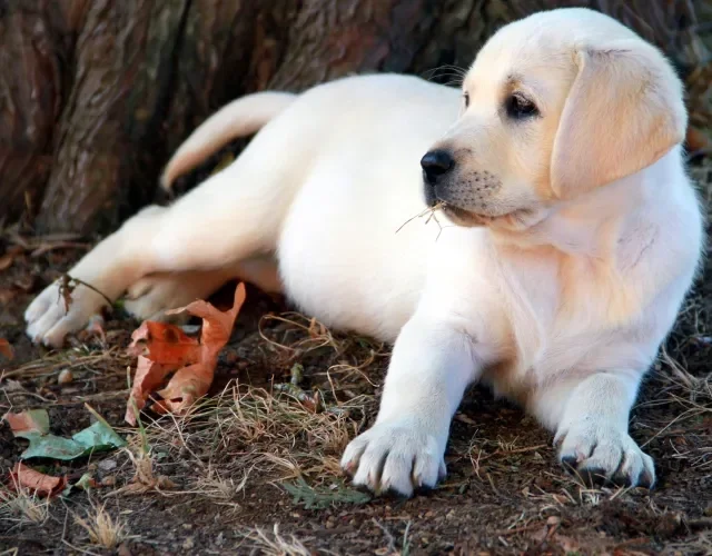 Labrador filhote adora água e é um excelente nadador Filhote de Labrador caramelo deitado no chão