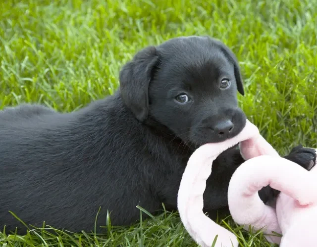 Labrador filhote preto é um amorzinho e vai te conquistar! Filhote de Labrador preto deitado no chão com brinquedo na boca