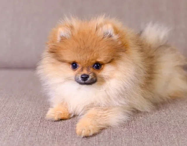 Filhote de Lulu da Pomerânia é pura fofura! Filhote de cachorro da raça Lulu da Pomerânia