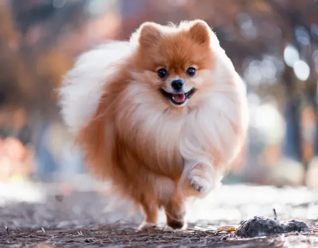 Cachorros fofos: Lulu da Pomerânia tem a pelagem convidativa para muitos carinhos Cachorro da raça Lulu da Pomerânia correndo em área externa