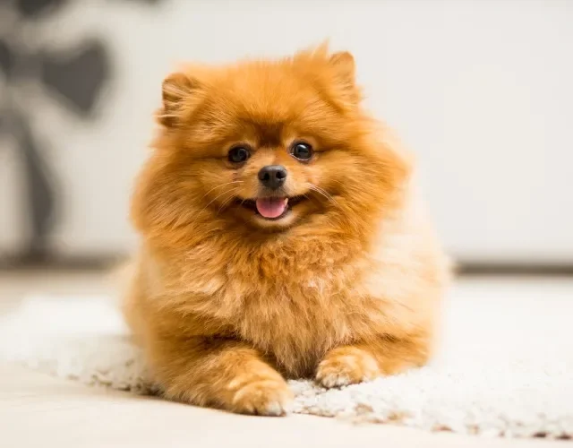 Lulu da Pomerânia é exemplo de cachorro fofinho pequeno Cachorro da raça Lulu da Pomerânia marrom deitado em cima de um tapete
