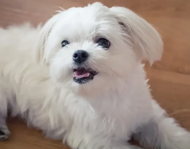 O Maltês é parecido com o Shih Tzu e tão fofinho quanto! Cachorro da raça Maltês de pelo branco