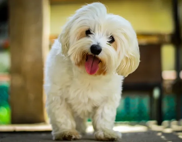 Maltês: tente resistir a essa fofura e falhe miseravelmente Cachorro da raça Maltês de pelo branco