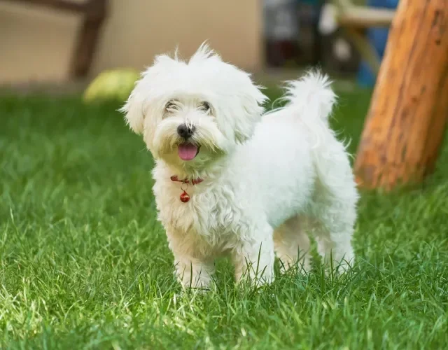 Maltês é um ótimo integrante do grupo de cachorros fofos pequenos Cachorro da raça Maltês de pelo branco em ambiente externo