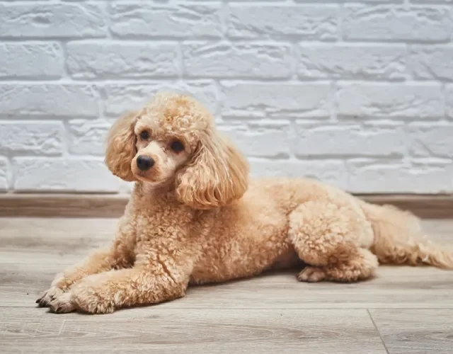 Alegre, carinhoso e brincalhão, o Poodle é um cachorro fofo que conquista qualquer um Cachorro da raça Poodle deitado no chão