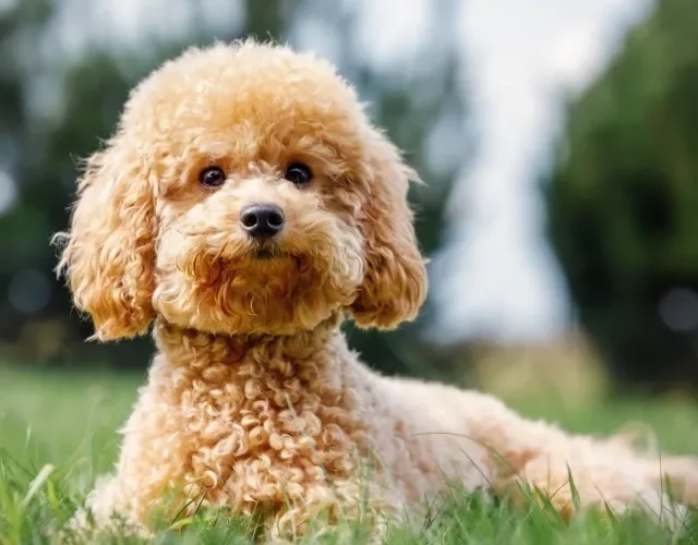 O Poodle tem tudo o que você pode querer de um cachorro fofo! Cachorro Poodle de pelo marrom deitado na grama