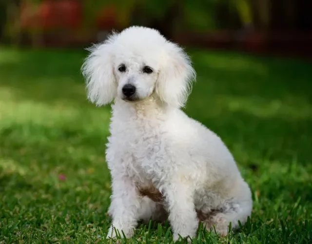Poodle é conhecido por sua pelagem felpuda e macia Cachorro Poodle de pelo branco em ambiente externo
